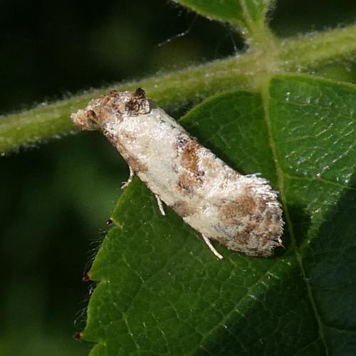 Cochylis molliculana